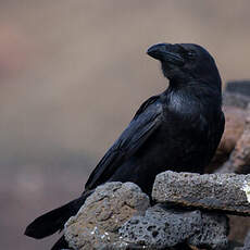 Northern Raven