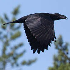 Northern Raven