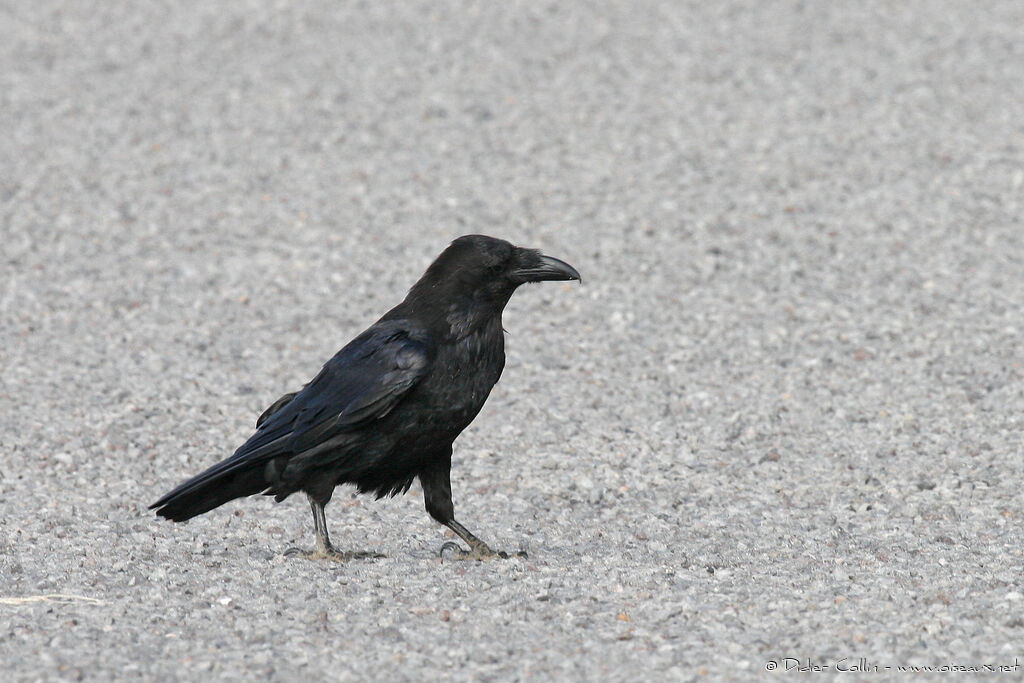 Northern Raven