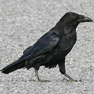 Grand Corbeau