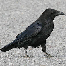 Northern Raven