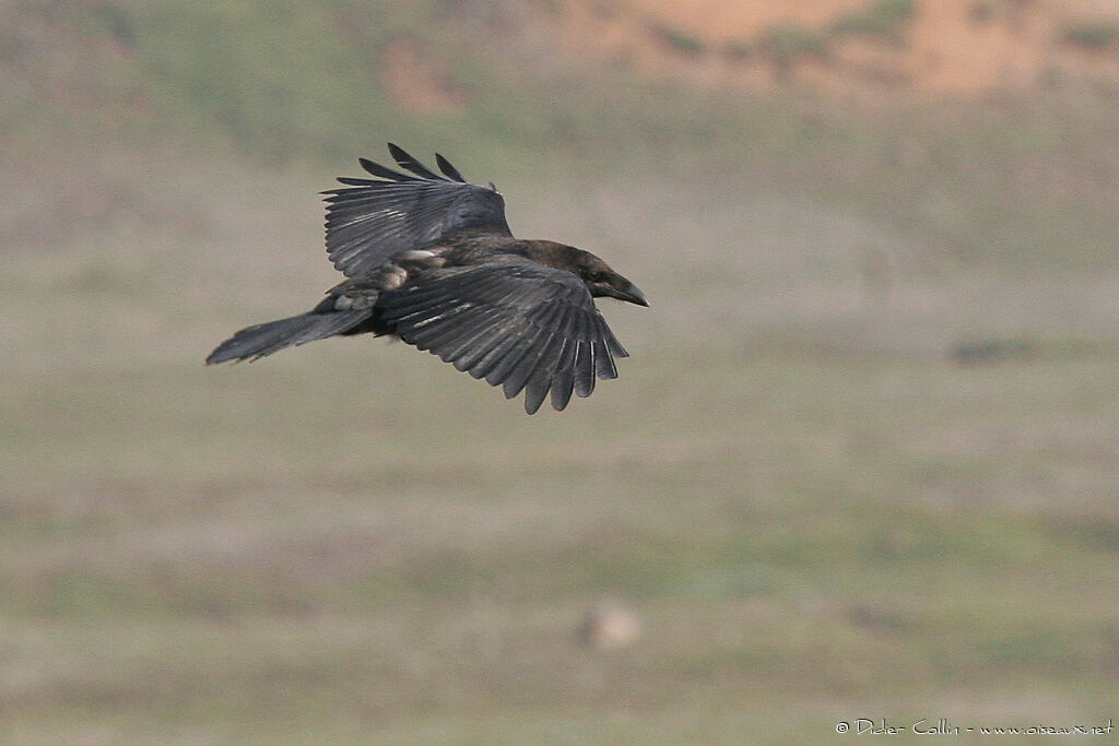 Northern Raven, identification