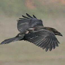 Northern Raven