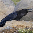 Grand Corbeau