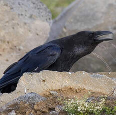 Northern Raven