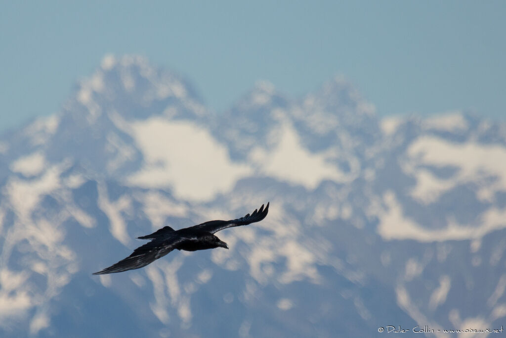 Northern Ravenadult, Flight