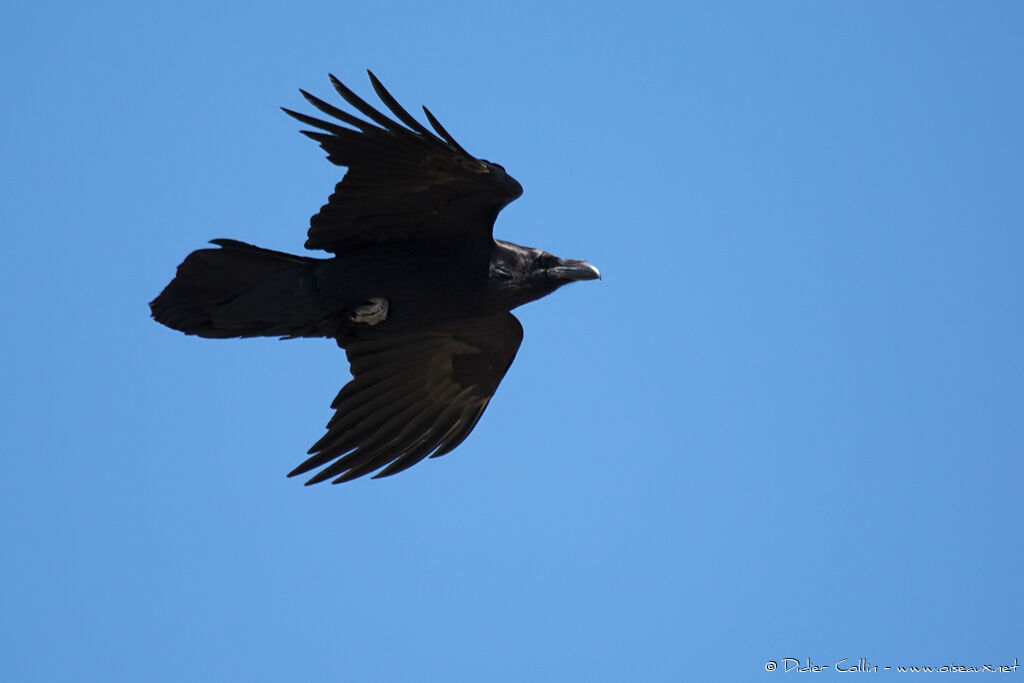 Northern Ravenadult, Flight