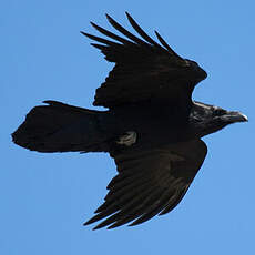 Northern Raven