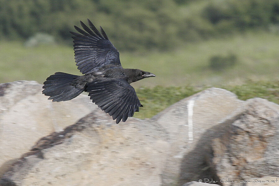 Northern Raven, identification