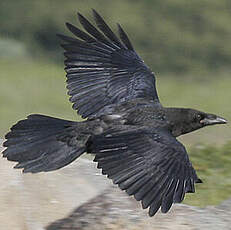 Northern Raven