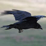 Grand Corbeau