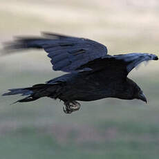 Northern Raven