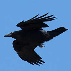 Northern Raven