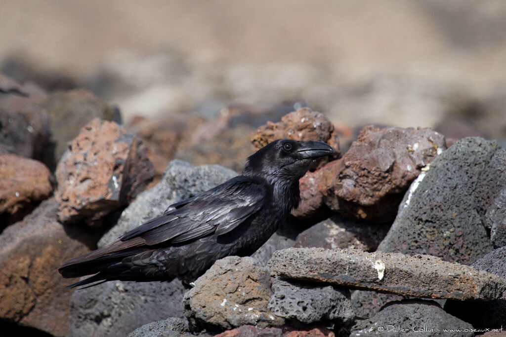 Grand Corbeauadulte, identification