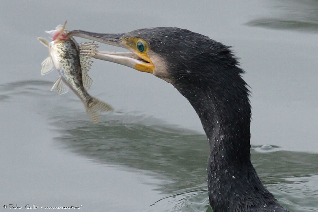 Great Cormorantadult, close-up portrait, feeding habits