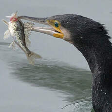 Great Cormorant