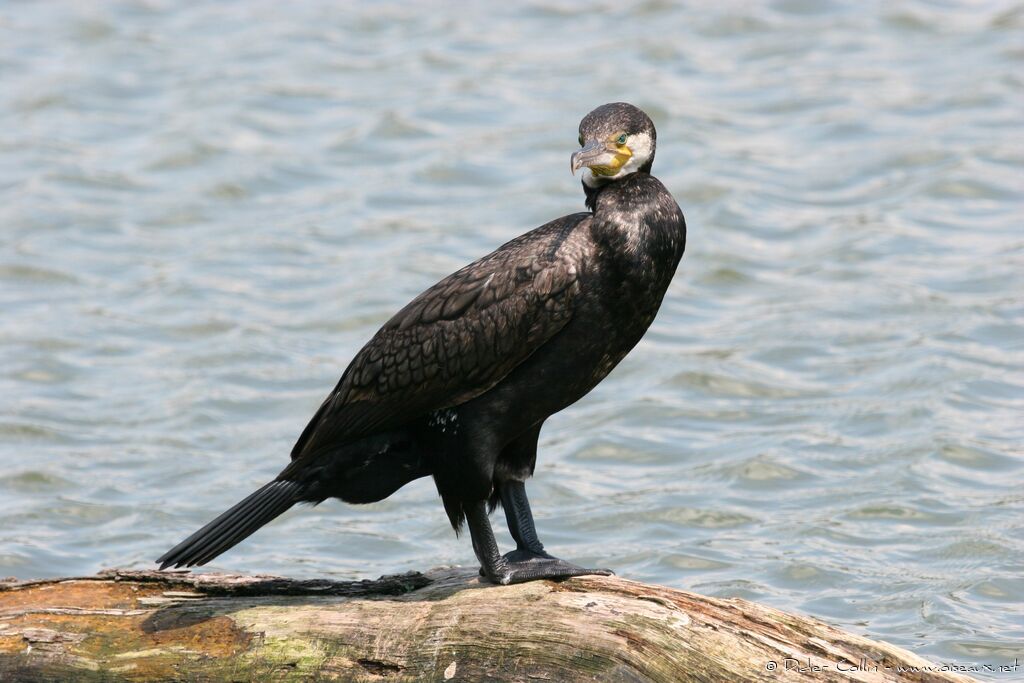 Grand Cormoran, identification