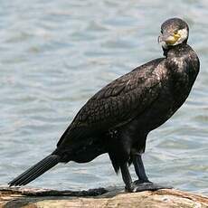 Great Cormorant