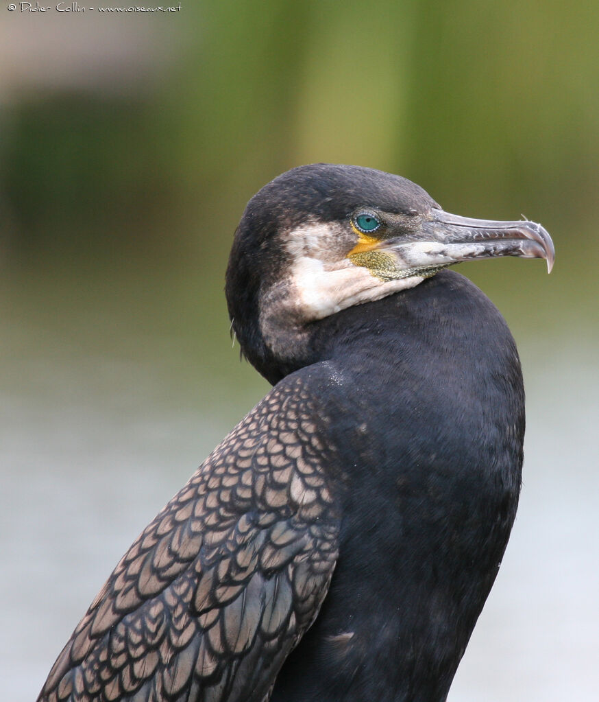 Great Cormorantadult, close-up portrait