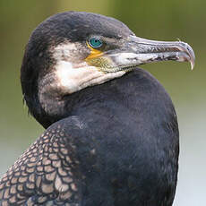 Great Cormorant