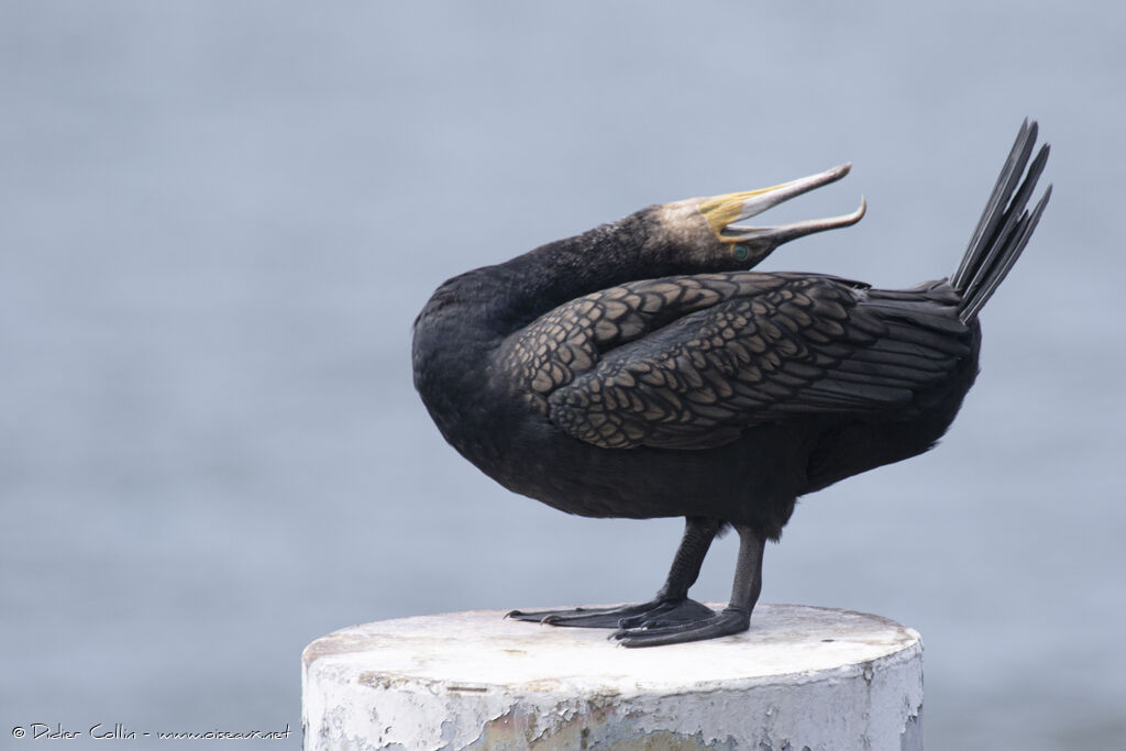 Grand Cormoranadulte, Comportement