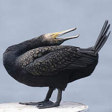 Great Cormorant