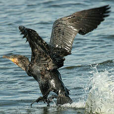 Great Cormorant