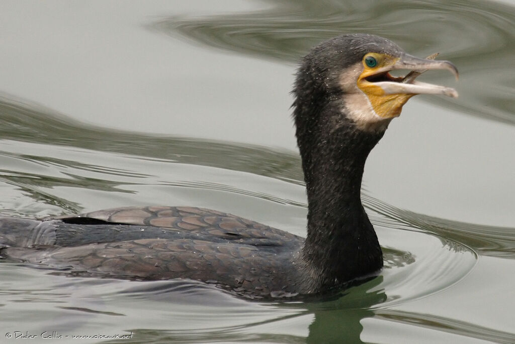 Great Cormorantadult, eats