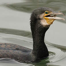 Great Cormorant