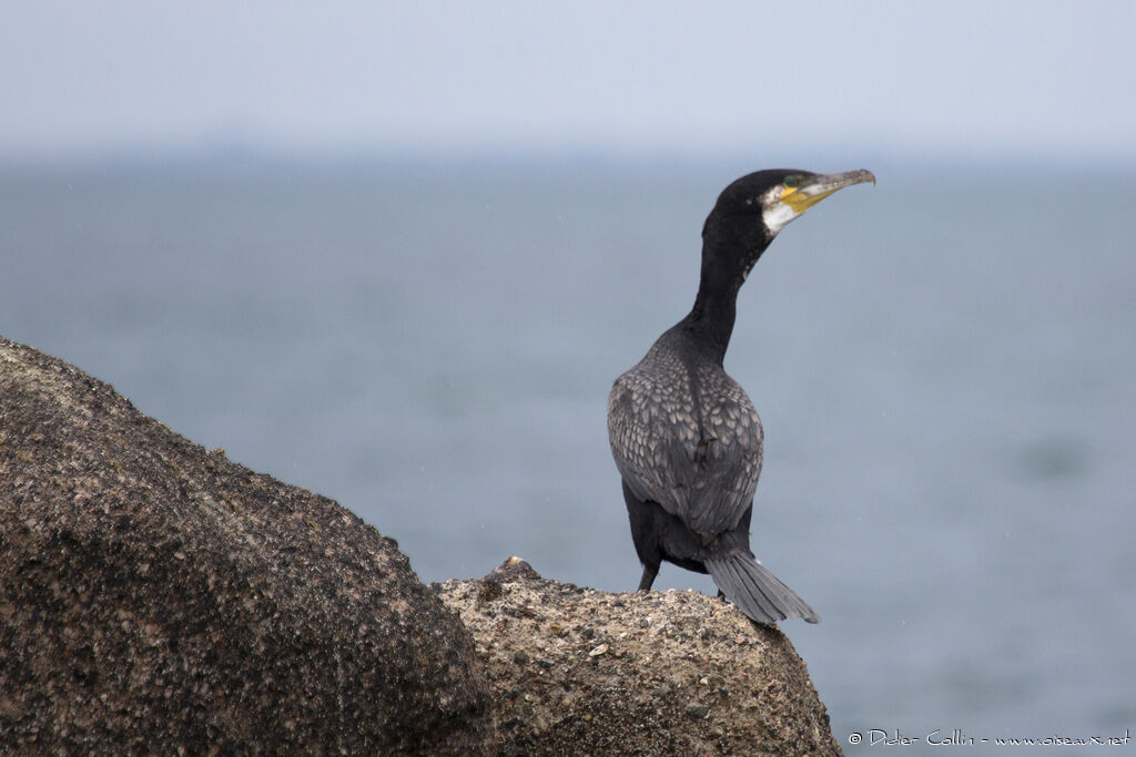 Grand Cormoranadulte