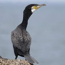 Great Cormorant