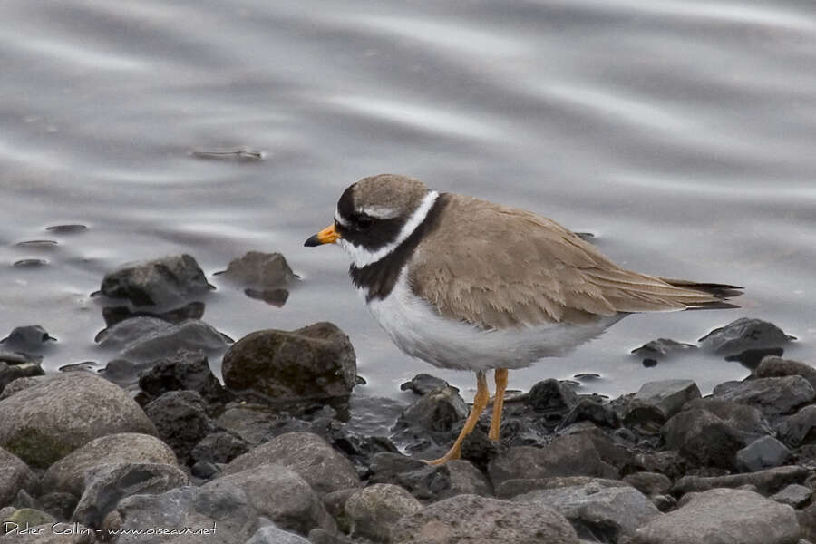 Grand Gravelot femelle adulte, identification