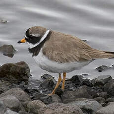 Common Ringed Plover