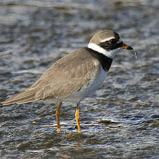 Common Ringed Plover