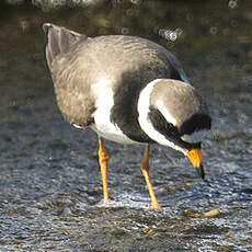 Common Ringed Plover