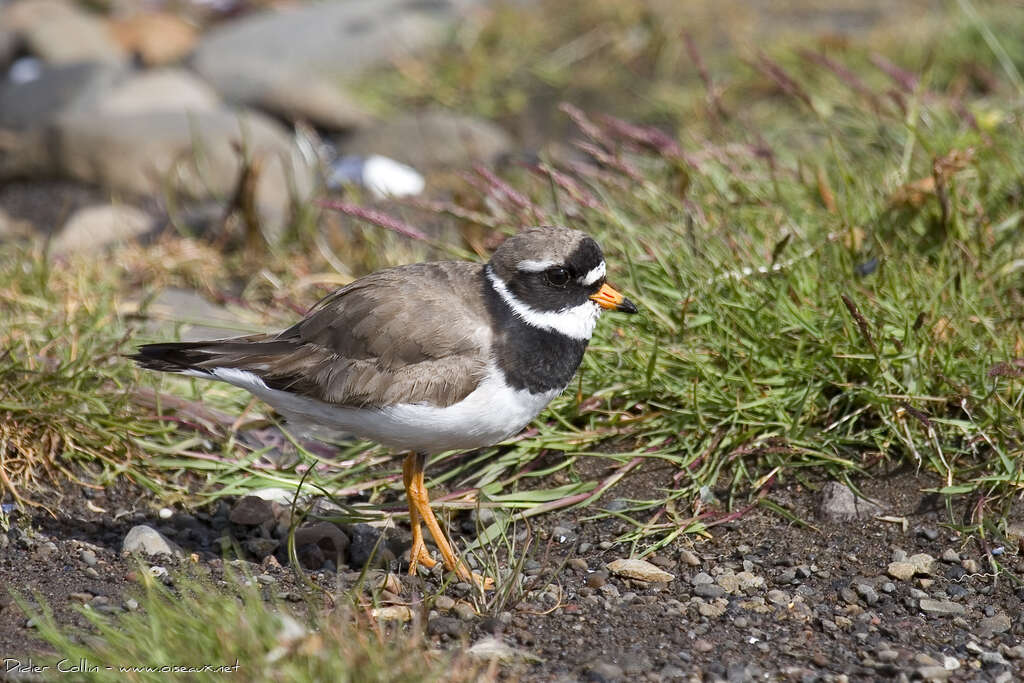 Grand Gravelotadulte, identification