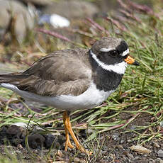 Common Ringed Plover