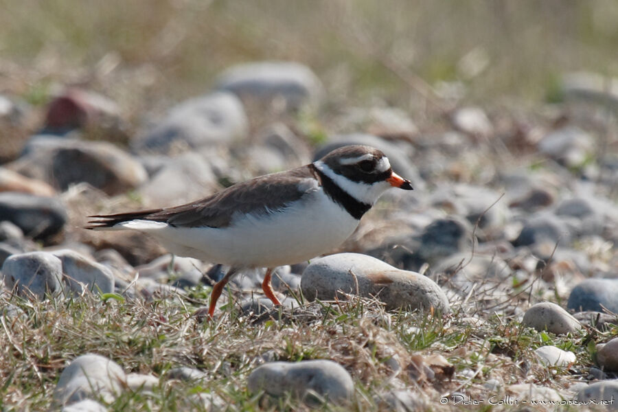 Common Ringed Ploveradult, identification