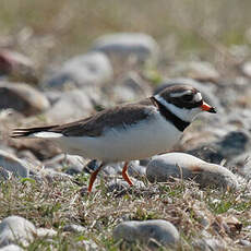 Common Ringed Plover