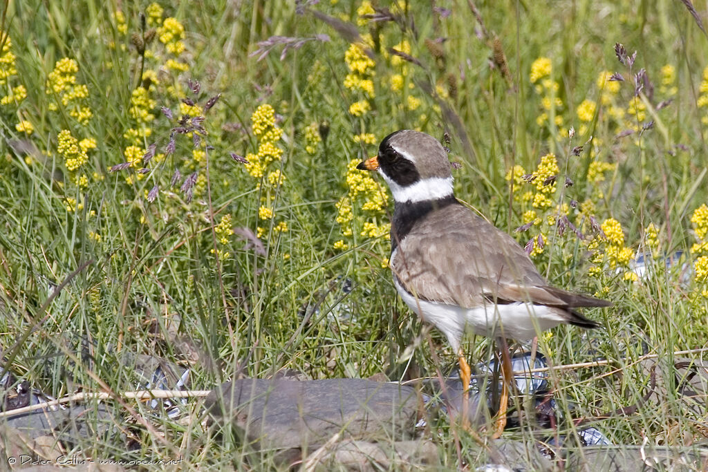 Common Ringed Ploveradult