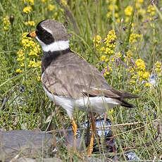 Common Ringed Plover