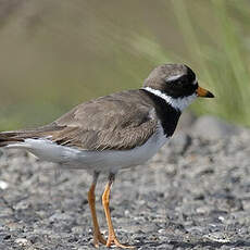 Common Ringed Plover