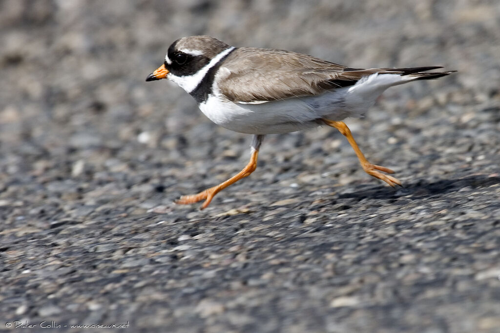 Common Ringed Ploveradult