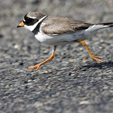 Common Ringed Plover