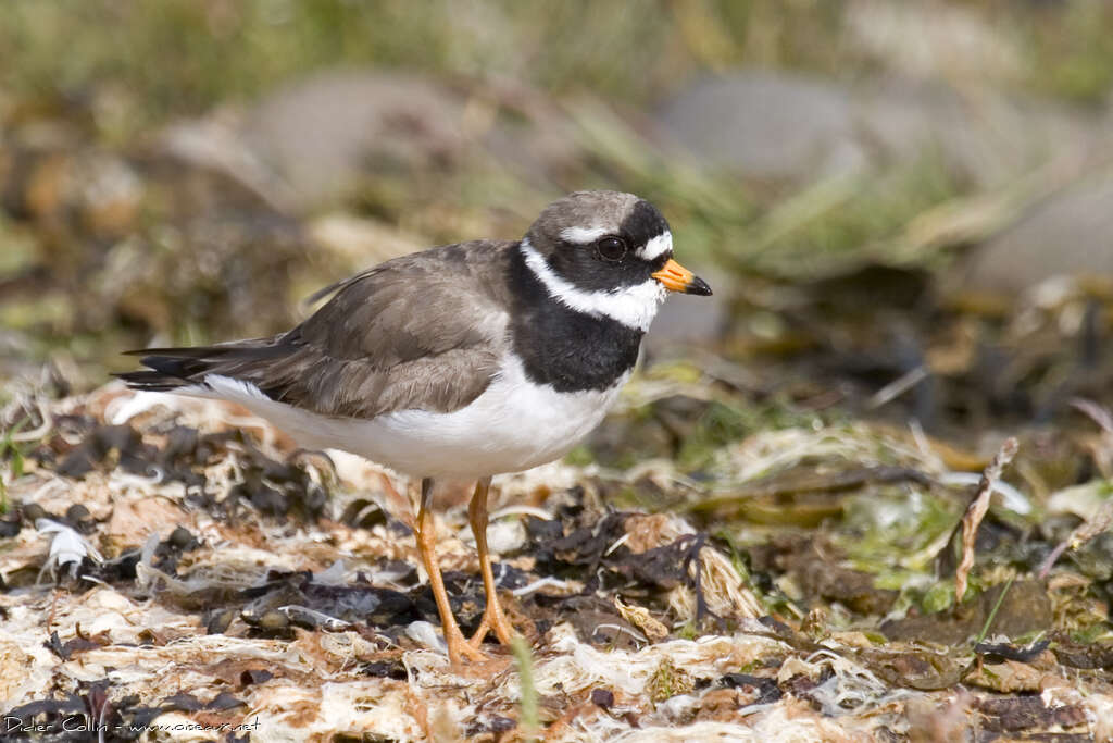 Common Ringed Ploveradult breeding, identification