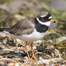 Common Ringed Plover