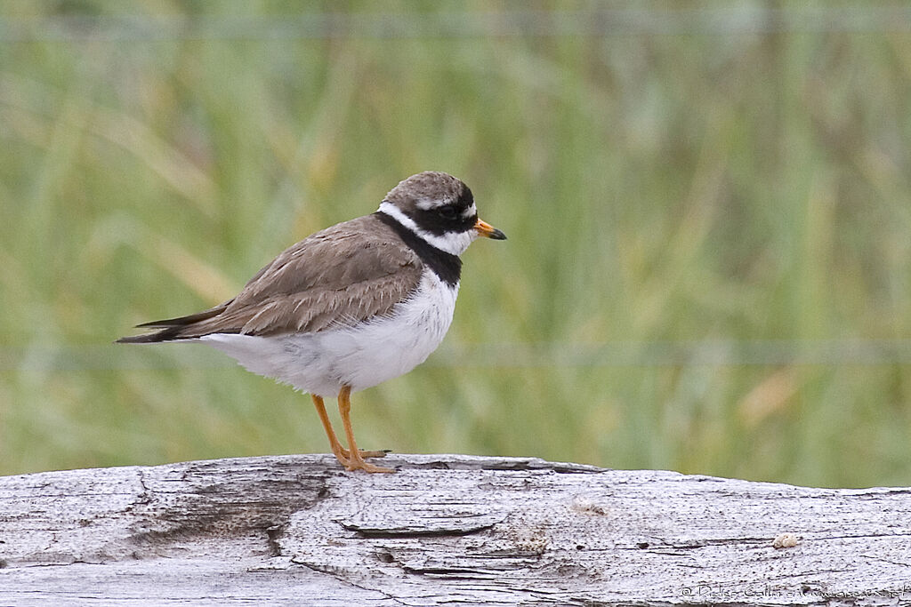 Common Ringed Ploveradult