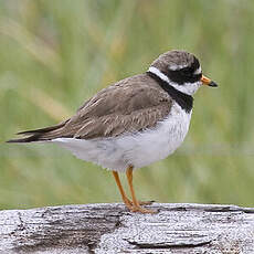 Common Ringed Plover