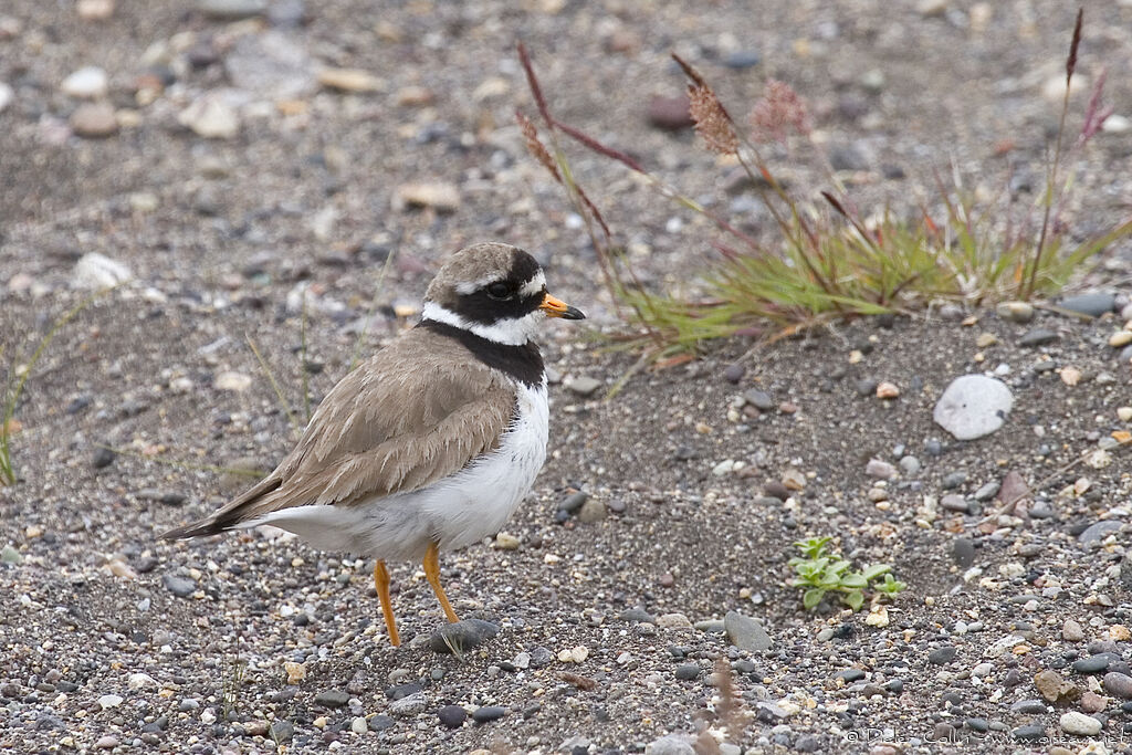 Common Ringed Ploveradult