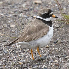 Common Ringed Plover